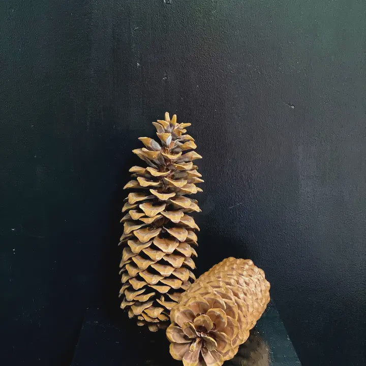 Sugar Pine Cones